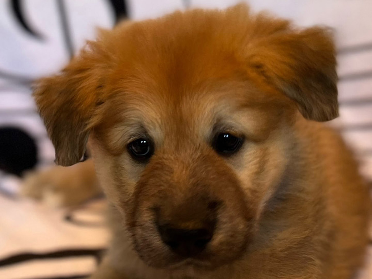 chinook puppy